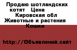 Продаю шотландских котят › Цена ­ 2 500 - Кировская обл. Животные и растения » Кошки   